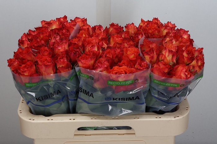 <h4>Rosa GR 'Free Spirit'</h4>