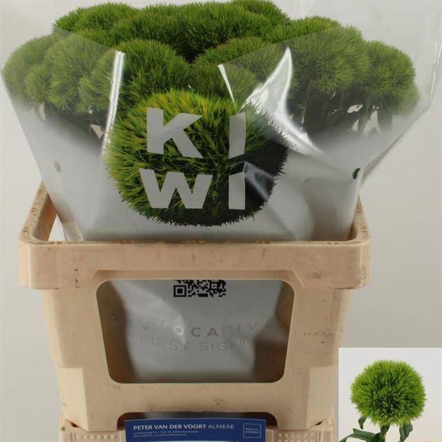 <h4>DIANTHUS BARB. 'KIWI MELLOW'</h4>