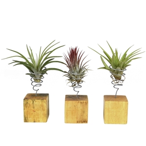 tillandsia houtblok small