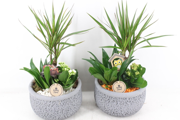 <h4>arr2 PL - Ker. barok dracena - oranje/wit</h4>