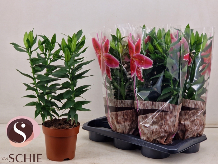 <h4>LIL OR MAGNY COURS</h4>