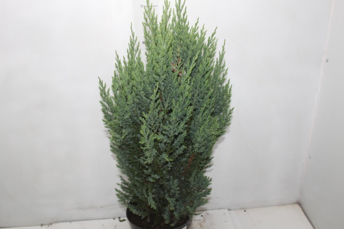 <h4>TUIA STRICKITA P20</h4>