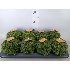 Callisia repens 'Turtle'