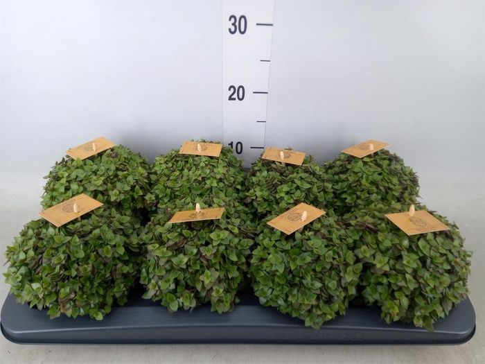 <h4>Callisia repens 'Turtle'</h4>