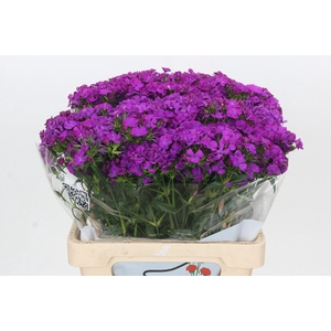 Dianthus Br Amazon Neon Purple
