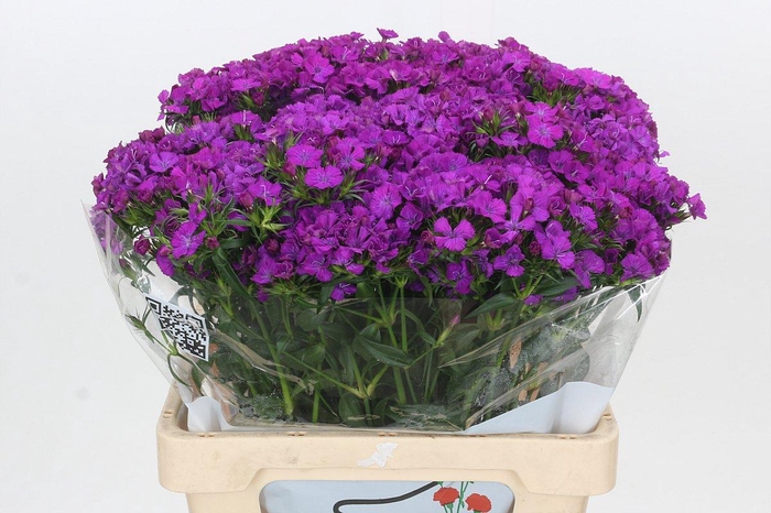 <h4>Dianthus Br Amazon Neon Purple</h4>