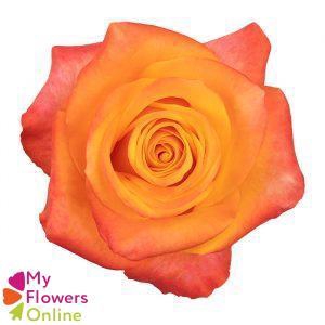 R Gr Aloha Orange 50cm EC