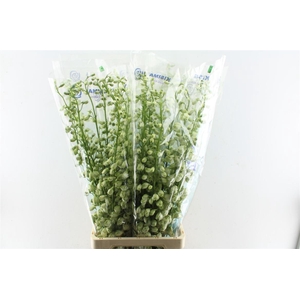 Delph El Guard White