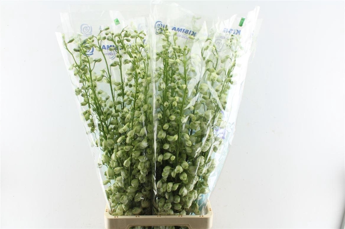 <h4>Delph El Guard White</h4>