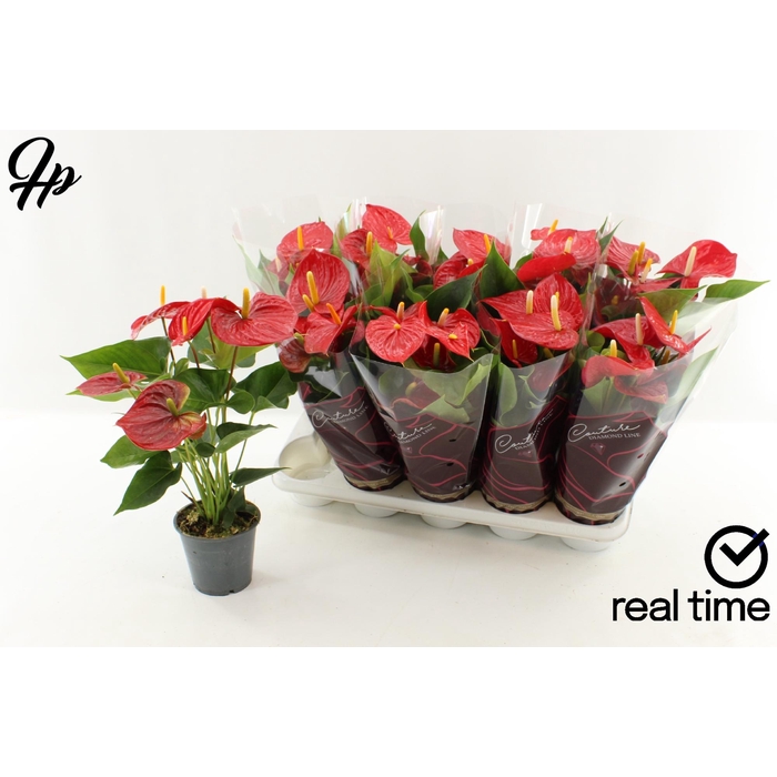 <h4>ANTHU AN EVERIO</h4>