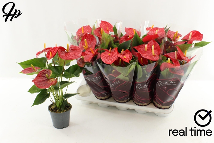 <h4>ANTHU AN EVERIO</h4>