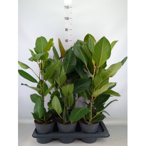 Ficus benghalensis 'Joy'