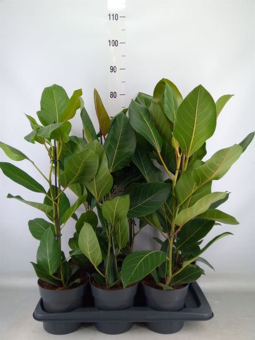 <h4>Ficus benghalensis 'Joy'</h4>