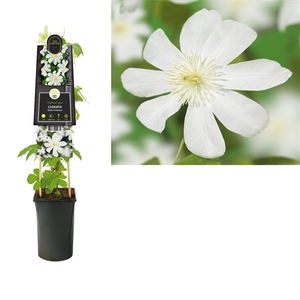 Clematis 'Wada's Primrose' +3.0 label