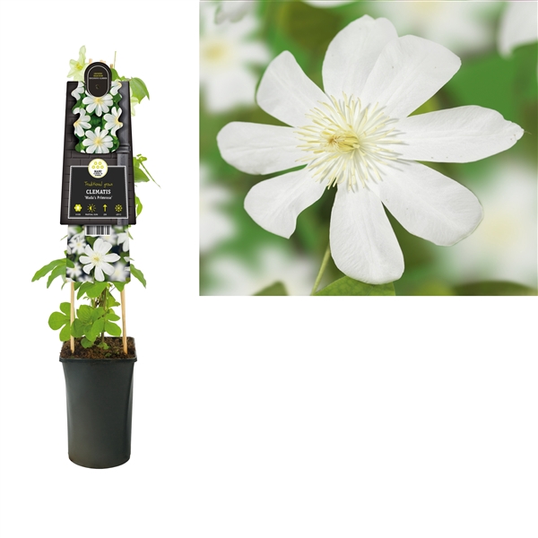 Clematis 'Wada's Primrose' +3.0 label