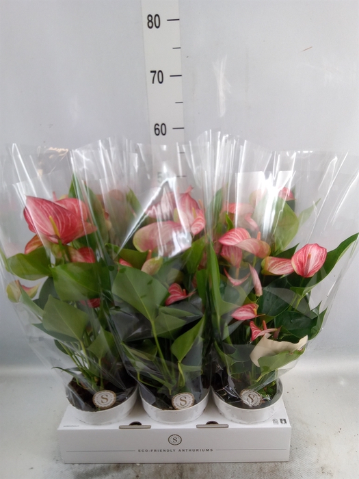 <h4>Anthurium andr. 'Livium Red'</h4>