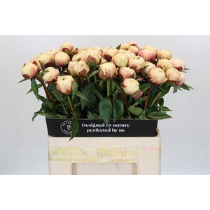 Paeonia ann cousins