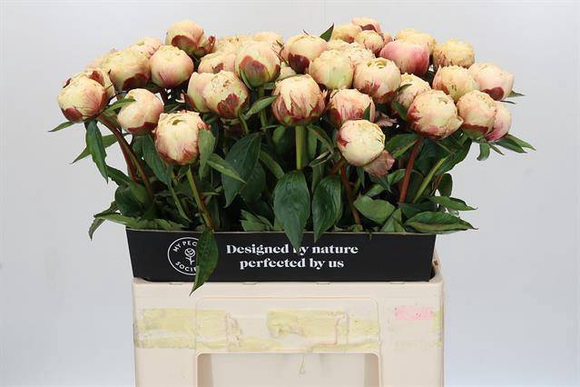 <h4>Paeonia ann cousins</h4>