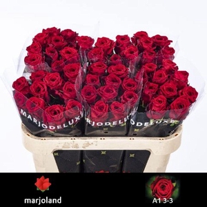 Rosa large red naomi! XL