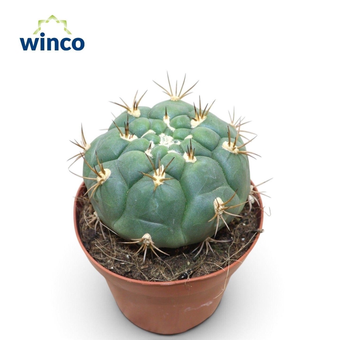 GYMNOCAL SAGLIONIS