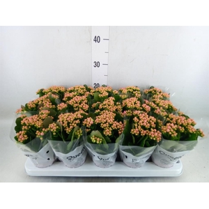 Kalanchoe  'MoreFlow Lillian'