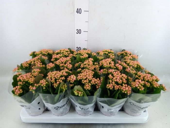<h4>Kalanchoe 'MoreFlow Lillian'</h4>