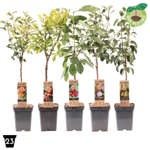 Fruitbomen en -heesters ov