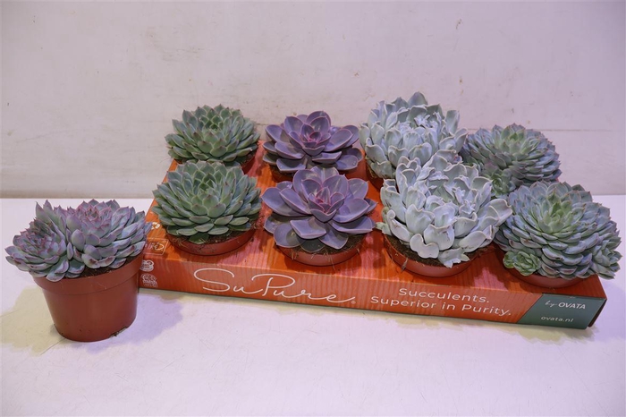 <h4>arr8 Echev Gem</h4>