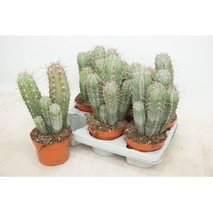 CACTUS OV