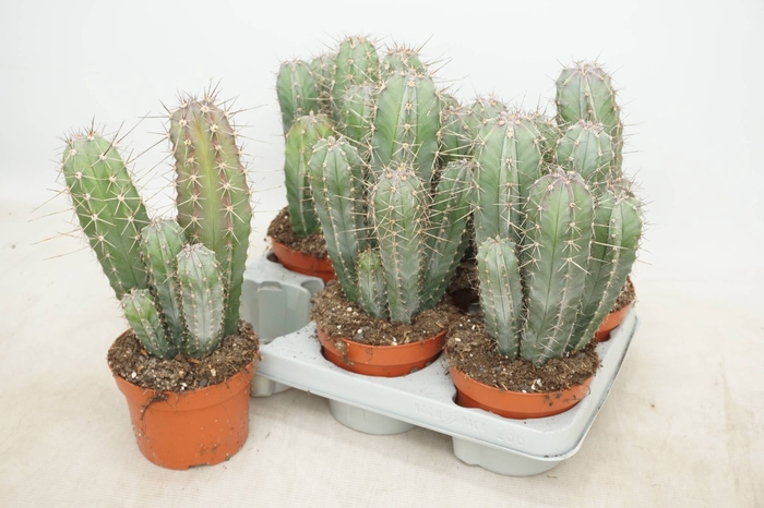 <h4>CACTUS OV</h4>