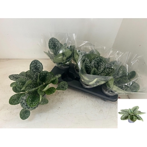 PRIMULI PRETTY TURTL