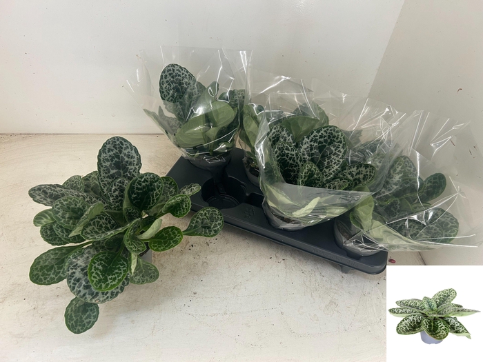 <h4>PRIMULI PRETTY TURTL</h4>