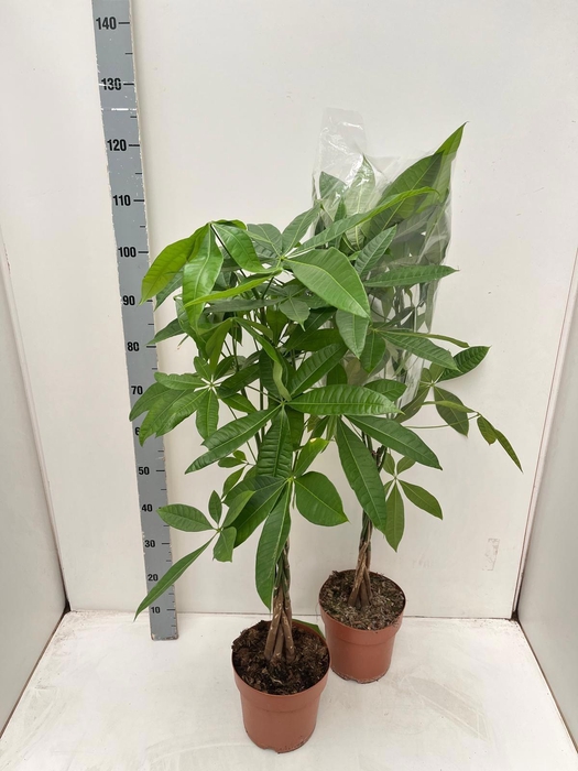 <h4>PACHIRA AQUATICA</h4>