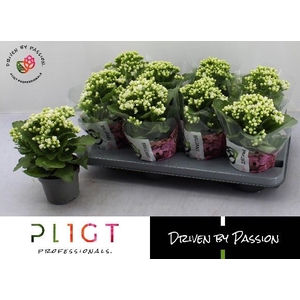 !! PROMO !! KALAN CALAN GRETA P12