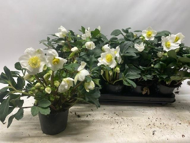 <h4>HELL NI HAPPY DAY</h4>