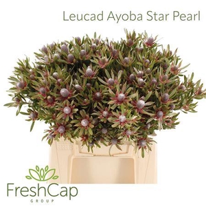Leucad Ayoba Star Pearl
