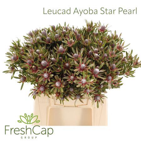 <h4>Leucad Ayoba Star Pearl</h4>