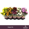 Chrysanthemum Indicum Grp gemengd 7 kleuren