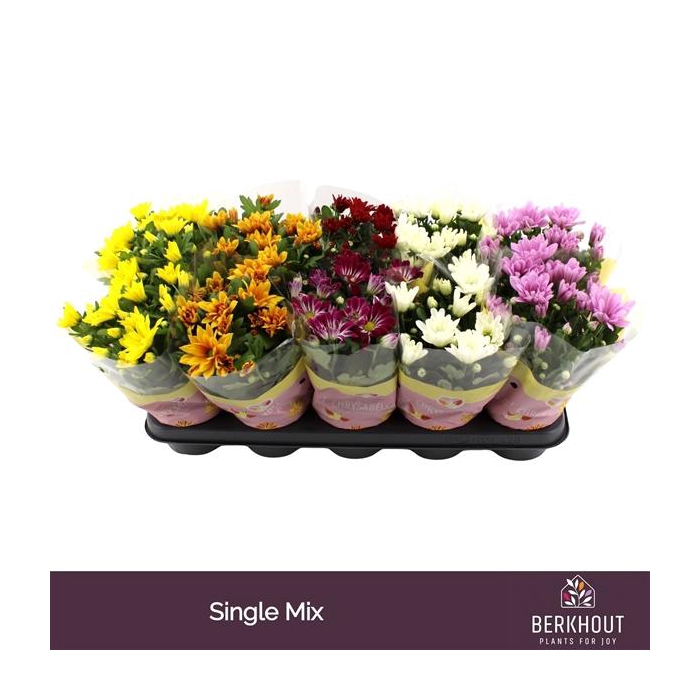 <h4>Chrysant Original mix</h4>