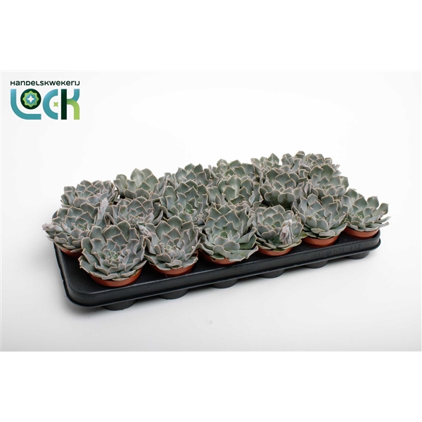 <h4>Echeveria Agnes</h4>