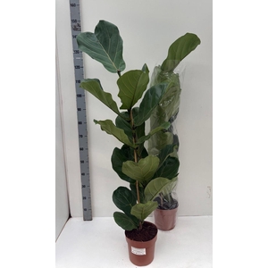 FICUS LYRATA