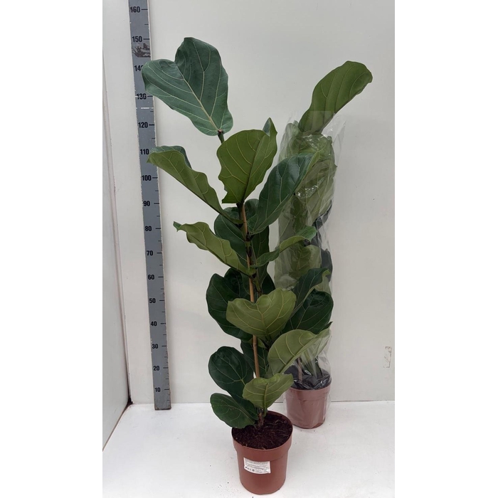 <h4>FICUS LYRATA</h4>