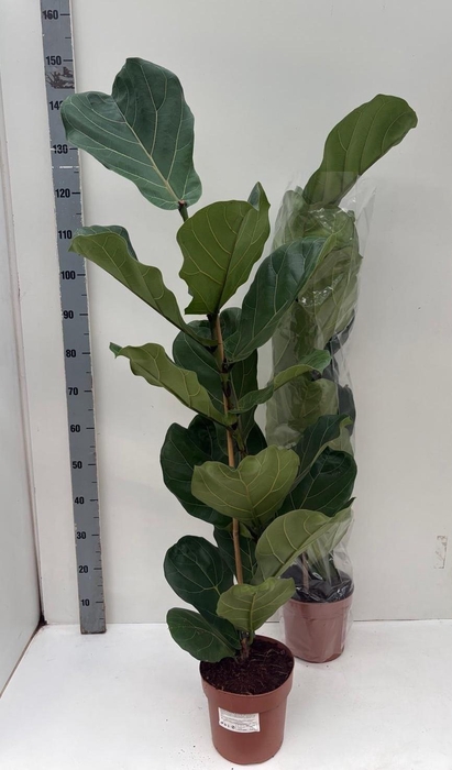 FICUS LYRATA