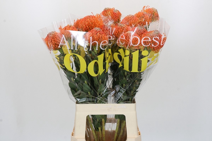 <h4>Nutans Ayoba Orange</h4>