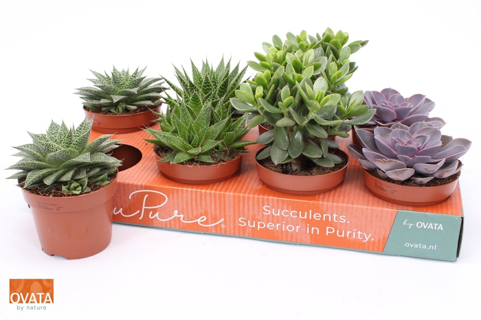 <h4>SUCC GEM 4 SRT</h4>