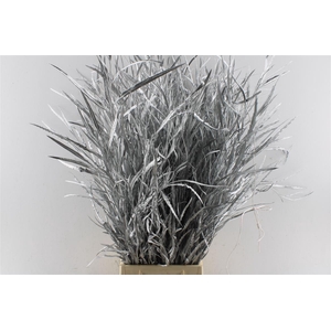 Grevillea Metal Silver