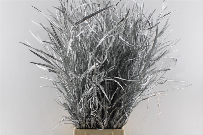 <h4>Grevillea Metal Silver</h4>