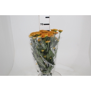 DEKKORAR/DECORATTA LIONKING