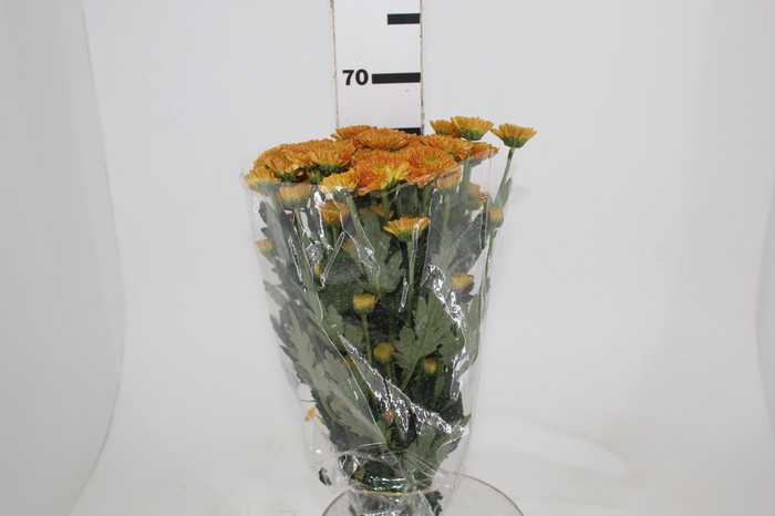 <h4>DEKKORAR/DECORATTA LIONKING</h4>