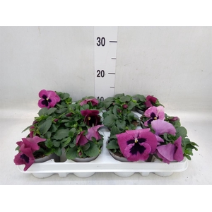 Viola wr. 'Evo Pink Shades'